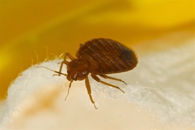 bed-bug-inspection-in-north-las-vegas--nv