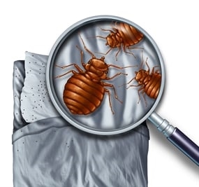 bed-bug-treatment-cost-in-primm--nv