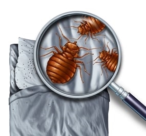 best-pest-control-in-north-las-vegas--nv