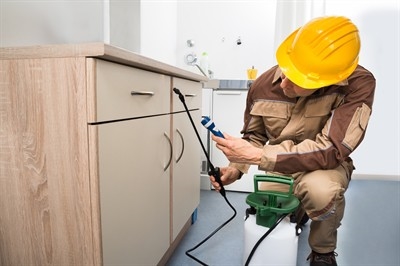 best-termite-treatment-in-sunrise-manor--nv