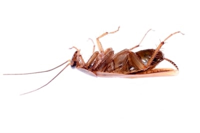 exterminator-of-bed-bugs-in-enterprise--nv
