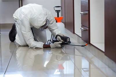 flea-removal-in-boulder-city--nv