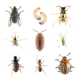 pest-control-companies-near-me-in-winchester--nv