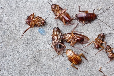 pest-control-roaches-in-primm--nv