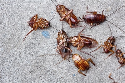 pest-control-service-in-north-las-vegas--nv