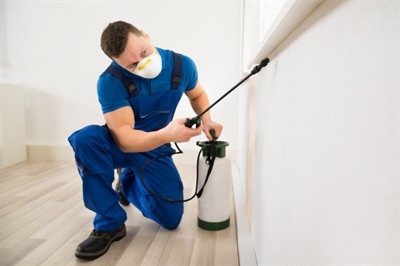 rodent-control-in-spring-valley--nv